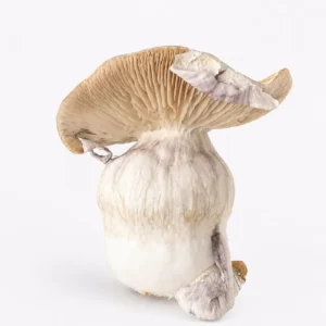 Psilocybe cubensis – Fruto Seco