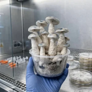 Psilocybe cubensis – Kit Cultivo